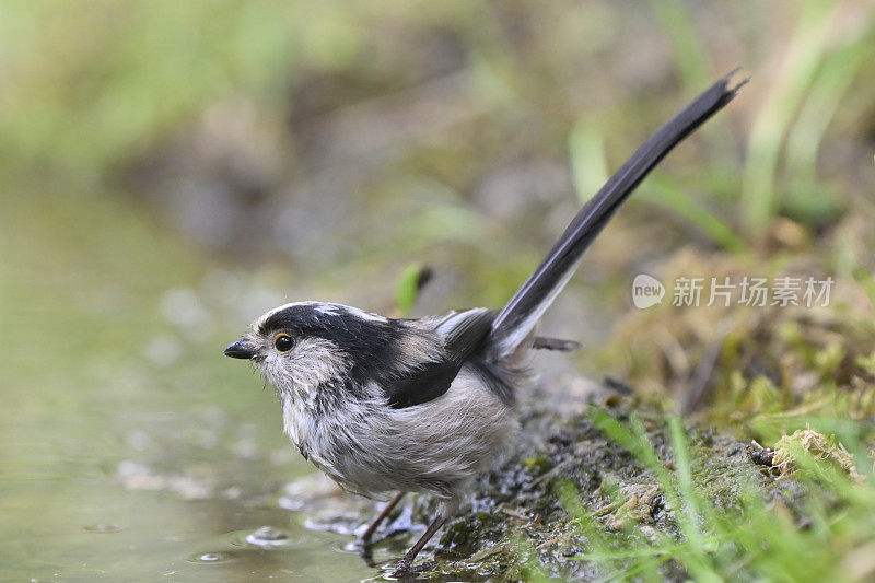 长尾山雀(Aegithalos caudatus)